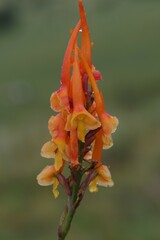 Disa porrecta