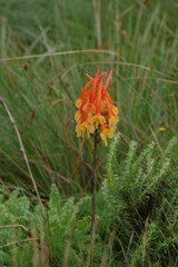 Disa porrecta