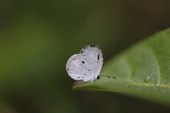 Neopithecops zalmora