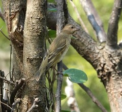 Carpodacus erythrinus