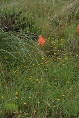 Kniphofia triangularis