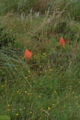 Kniphofia triangularis