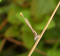 Agriocnemis pygmaea