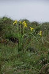 Moraea reticulata