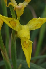 Moraea reticulata
