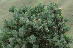 Protea subvestita