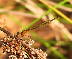 Agriocnemis pygmaea