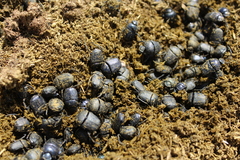 Gymnopleurus mopsus
