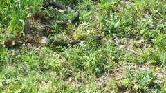 Notechis scutatus occidentalis