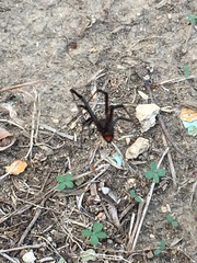 Latrodectus