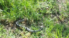 Notechis scutatus occidentalis