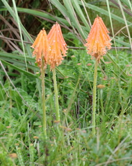 Kniphofia triangularis