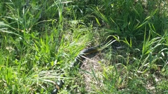 Notechis scutatus occidentalis