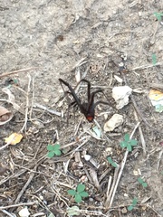 Latrodectus
