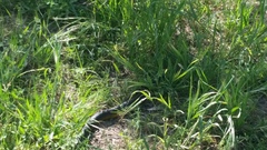 Notechis scutatus occidentalis