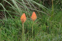 Kniphofia triangularis