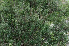 Halleria lucida