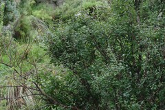 Halleria lucida