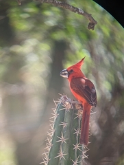Cardinalis phoeniceus