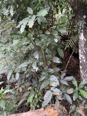 Glochidion zeylanicum