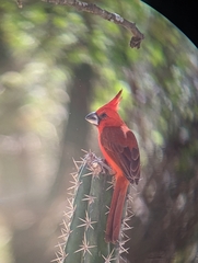 Cardinalis phoeniceus