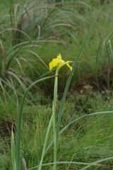 Moraea reticulata