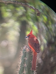 Cardinalis phoeniceus