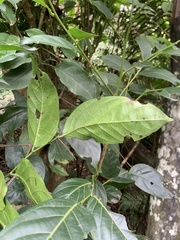 Glochidion zeylanicum