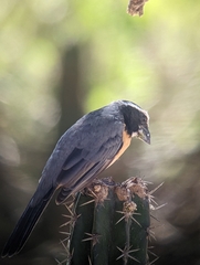 Saltator orenocensis