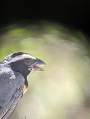 Saltator orenocensis