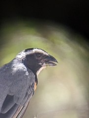 Saltator orenocensis