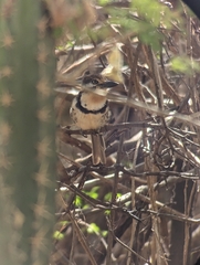 Hypnelus ruficollis
