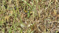 Notechis scutatus occidentalis