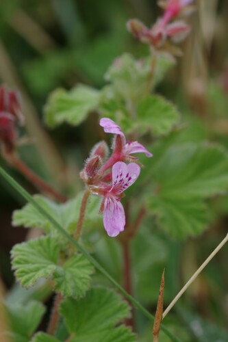 Greensepal Storksbill (Pelargonium brevirostre)
