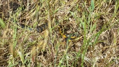 Notechis scutatus occidentalis