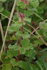 Pelargonium capituliforme