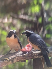 Saltator orenocensis