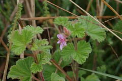 Pelargonium capituliforme