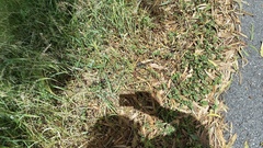 Notechis scutatus occidentalis