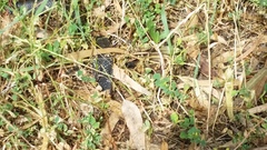 Notechis scutatus occidentalis