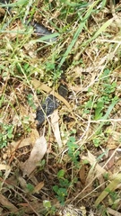 Notechis scutatus occidentalis