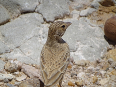 Eremopterix verticalis