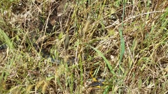 Notechis scutatus occidentalis