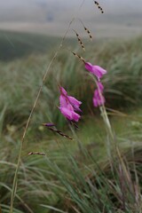 Dierama pulcherrimum