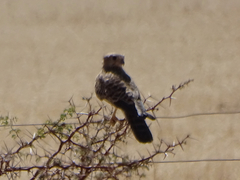 Falco rupicoloides