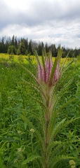 Cirsium scariosum