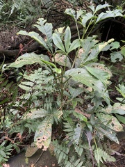 Melicope semecarpifolia