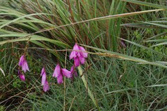Dierama pulcherrimum