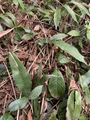 Grypothrix triphylla