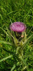 Cirsium scariosum